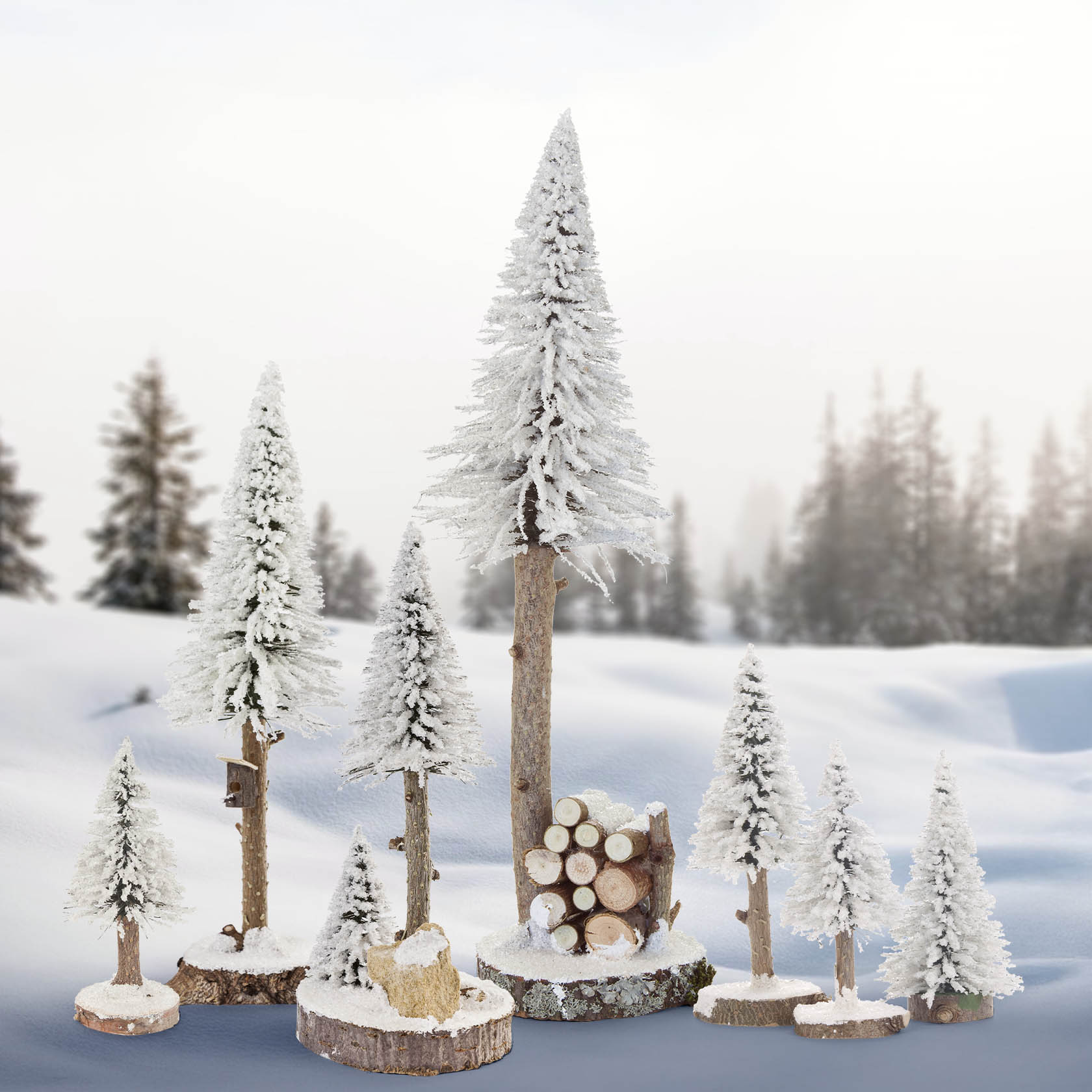 spruces white (3)