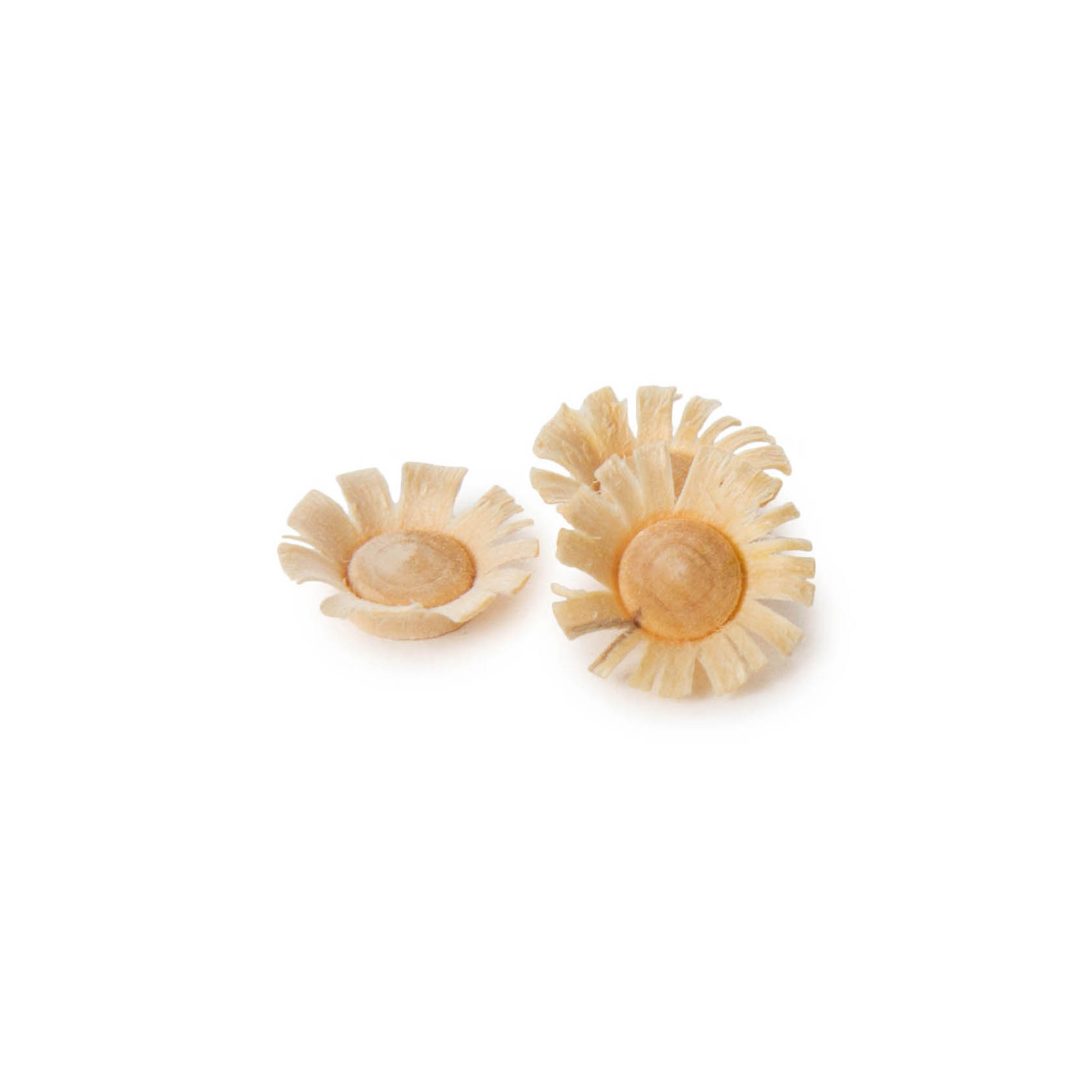 Two small, round, beige flowers with layered petals placed on a white background; one is slightly larger than the other. im Dregeno Online Shop günstig kaufen