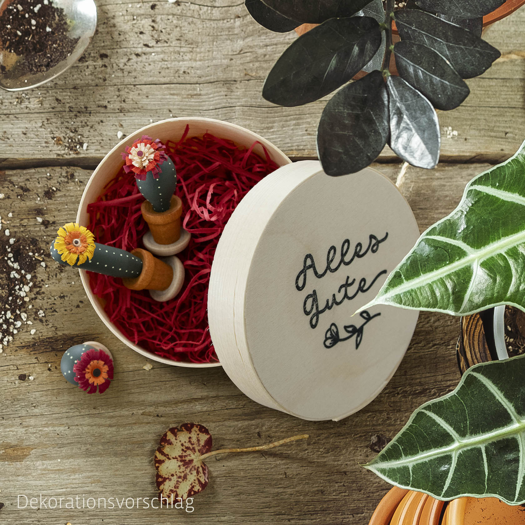 Drei Mini-Kakteen in Spandose mit Motiv "Alles Gute" im Dregeno Online Shop günstig kaufen