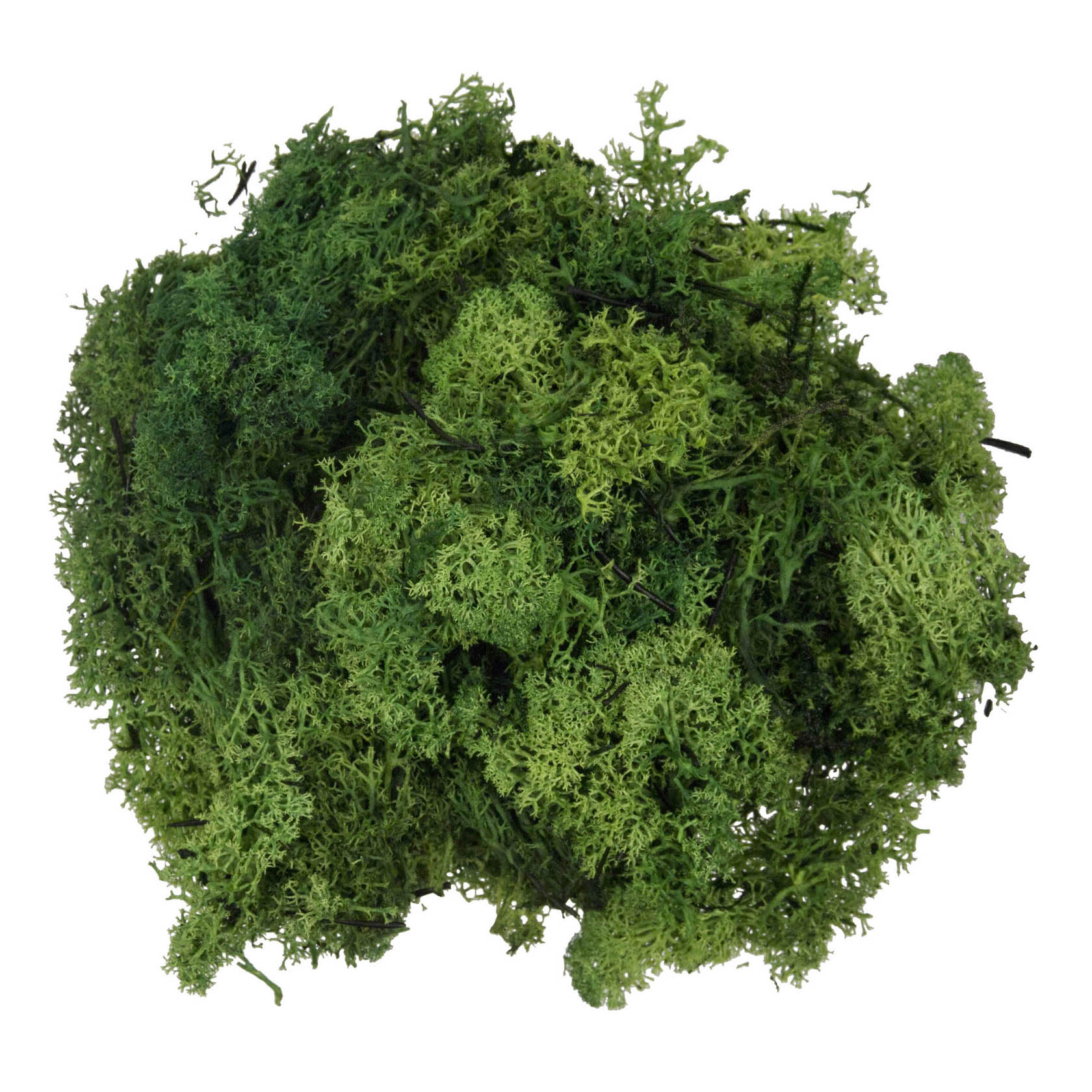 Pile of light green reindeer moss, also known as Iceland moss, often used for decoration or crafting.