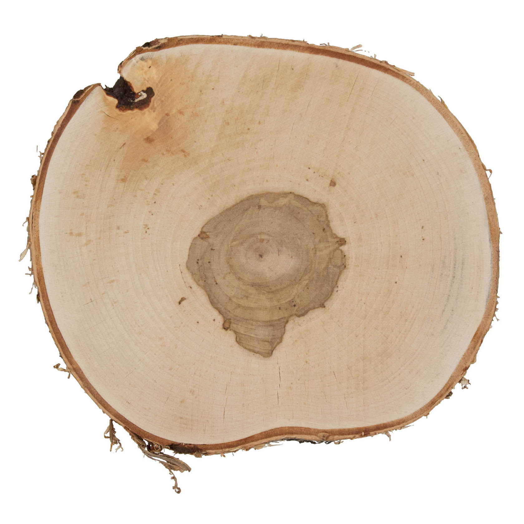 A round birch wood slice with visible tree rings, approximately 25-28cm in diameter and 2cm thick. im Dregeno Online Shop günstig kaufen