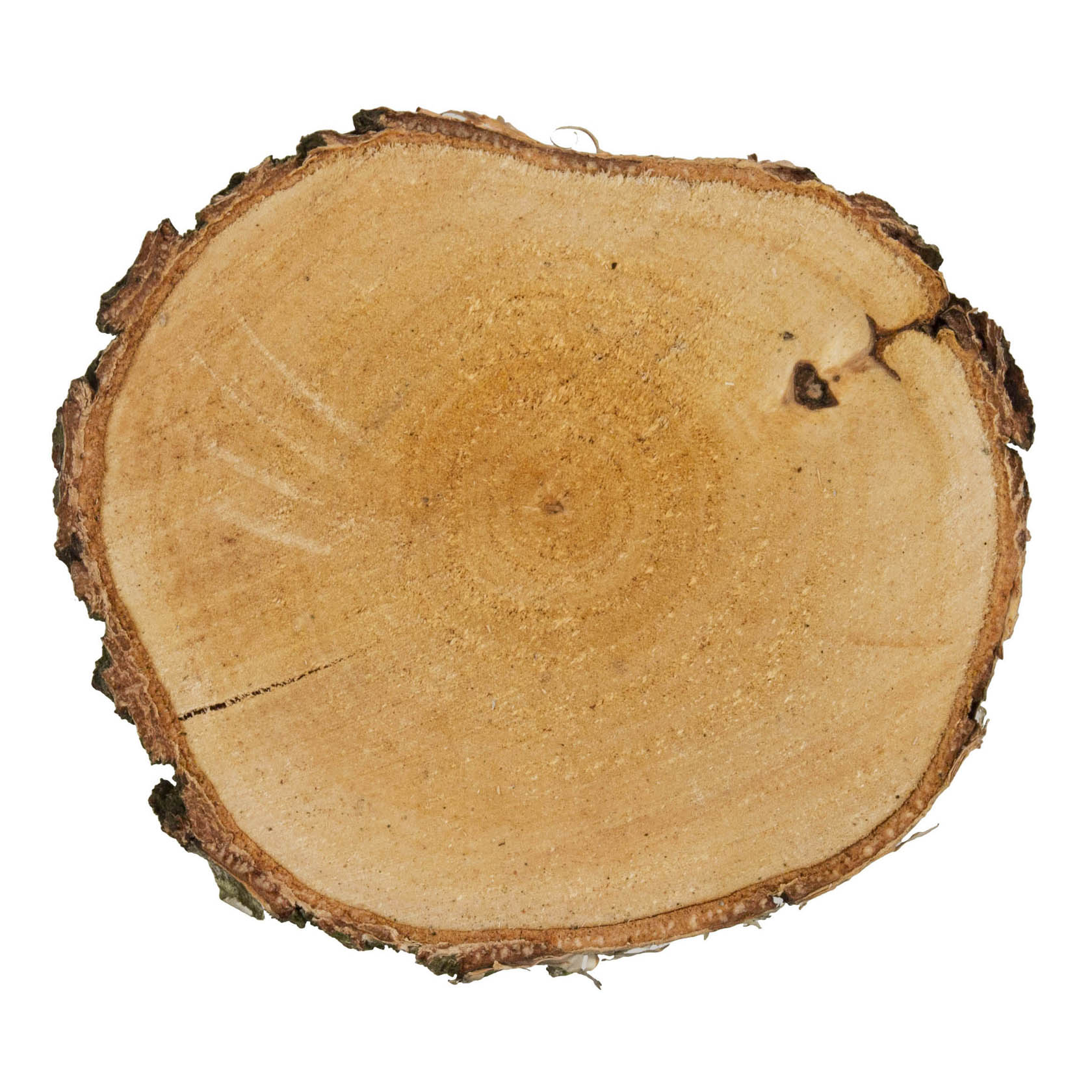 Runde Birkenscheibe mit einem Durchmesser von 15-17 cm und einer Höhe von 2 cm, naturbelassen und Holzrinde am Rand sichtbar. im Dregeno Online Shop günstig kaufen
