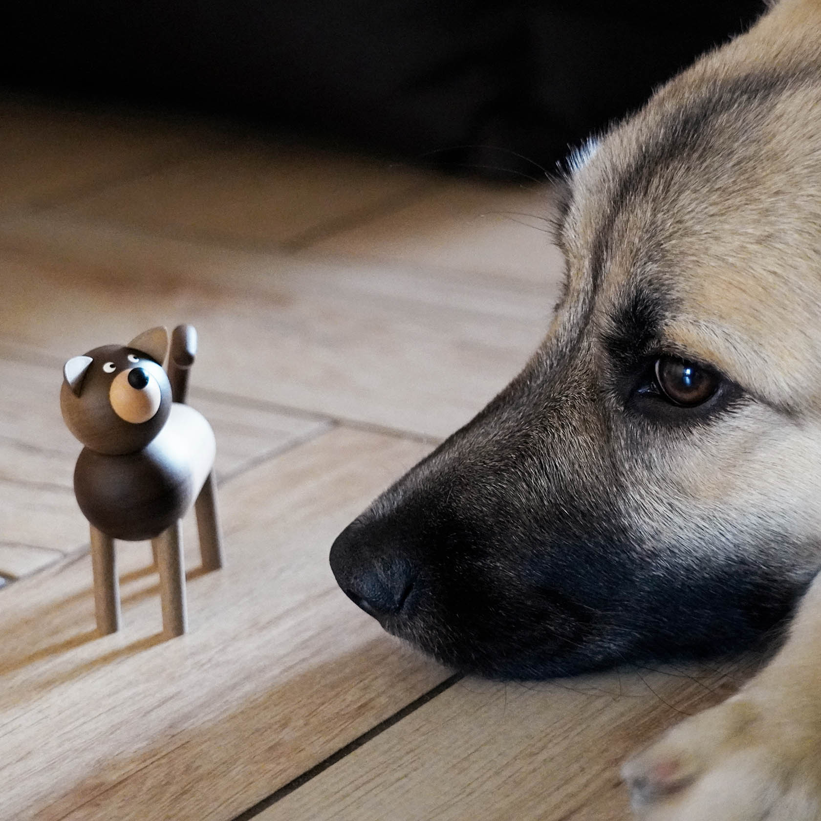 Hund Willi, grau mit weißer Schnauze