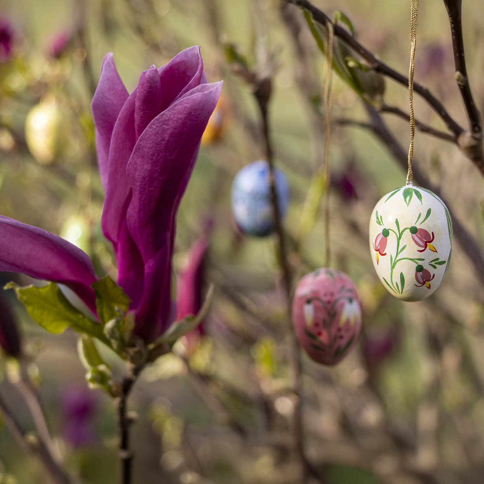 Nahaufnahme von bunten Ostereiern, die an einem blühenden Zweig mit einer violetten Magnolienblüte hängen.